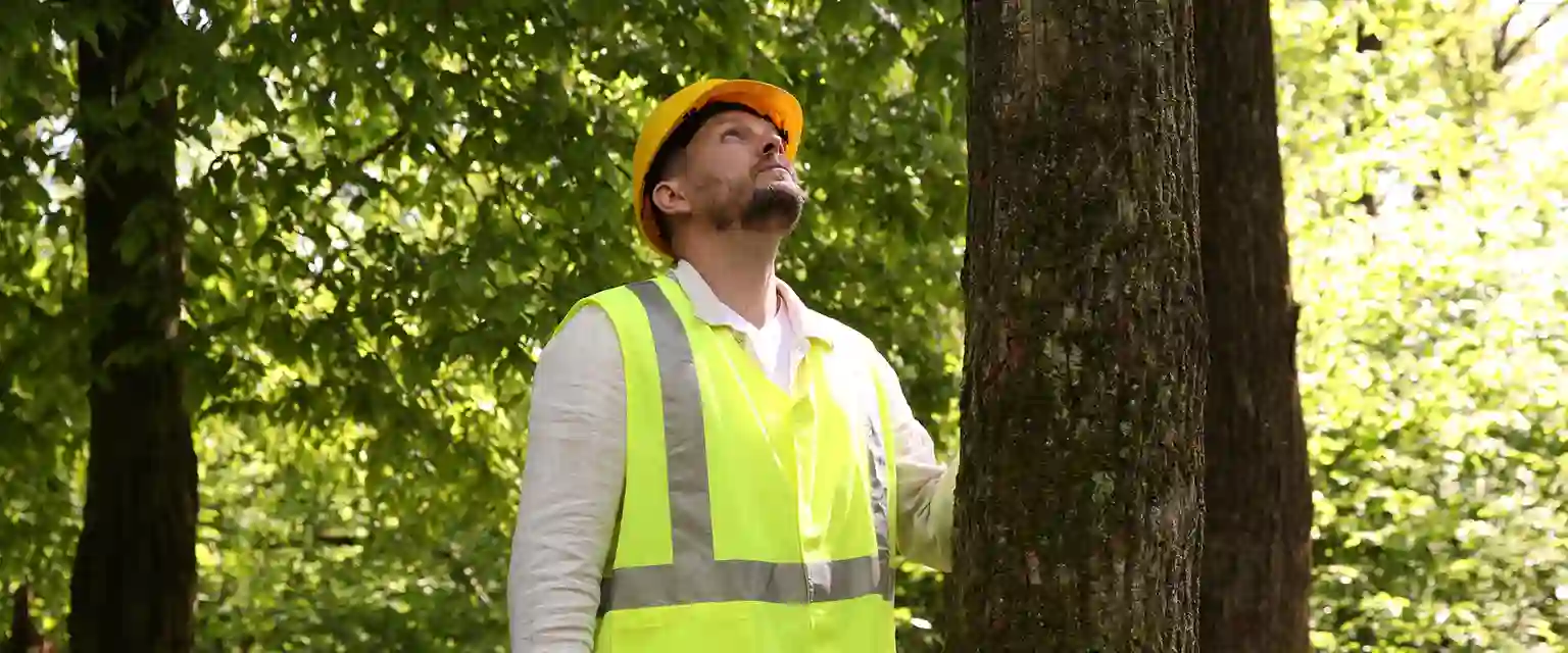 Baumkontrolle durch Fachmann durchführen lassen. 