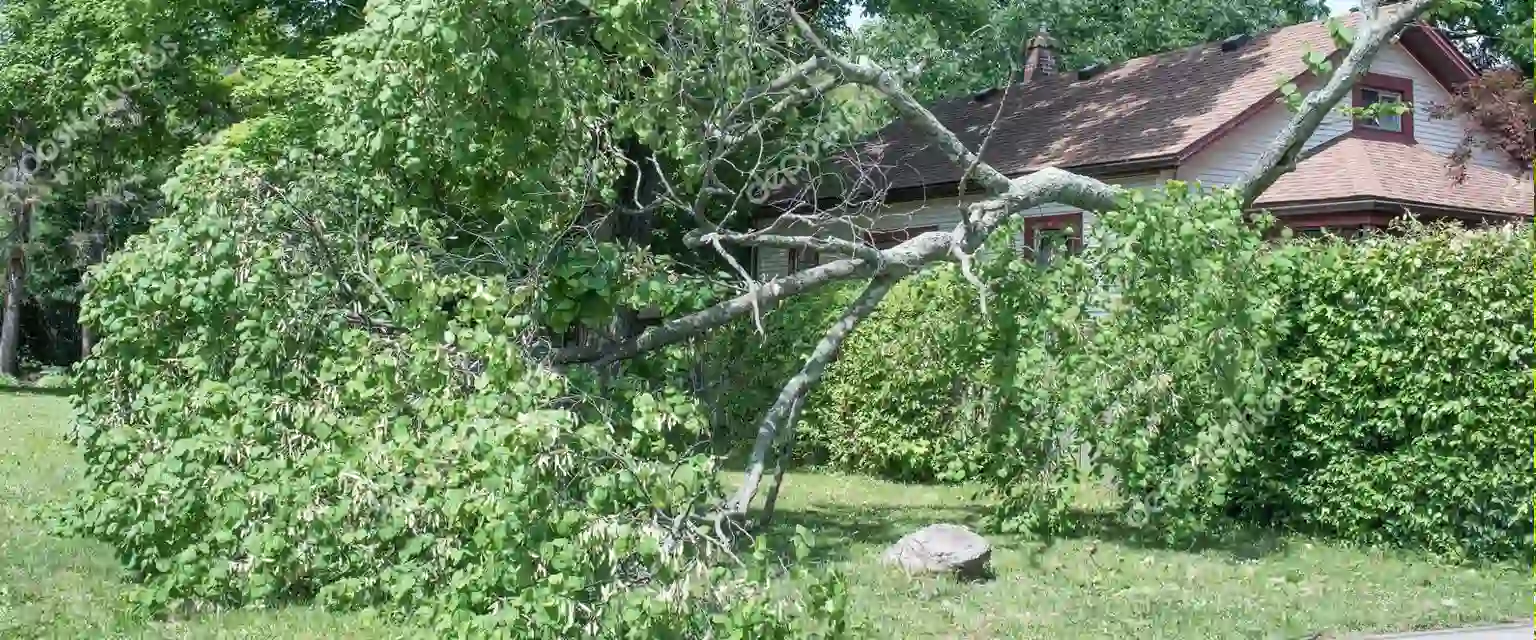 Baumkontrolle und Verkehrssicherheit prüfen lassen
