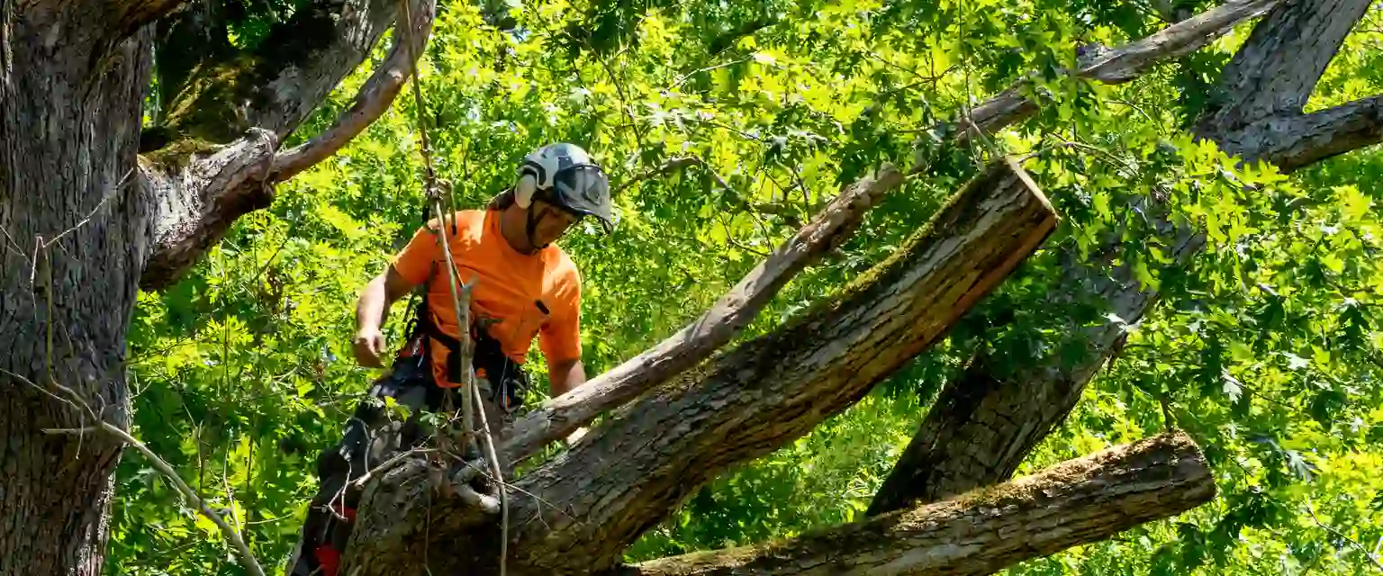 Baumpfleger mit Seilklettertechnik beseitigt morsche Äste
